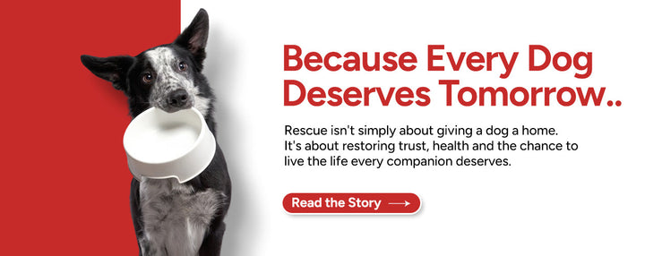 Gut Instinct: Why Your Pet’s Tummy Tells the Whole Story